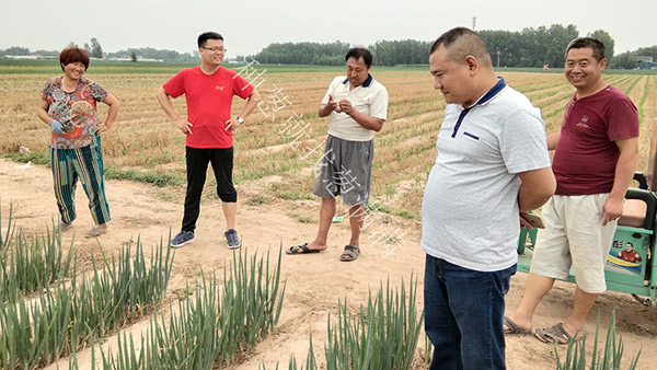 葱满满技术老师帮助大葱种植户陈老板解决大葱病害问题