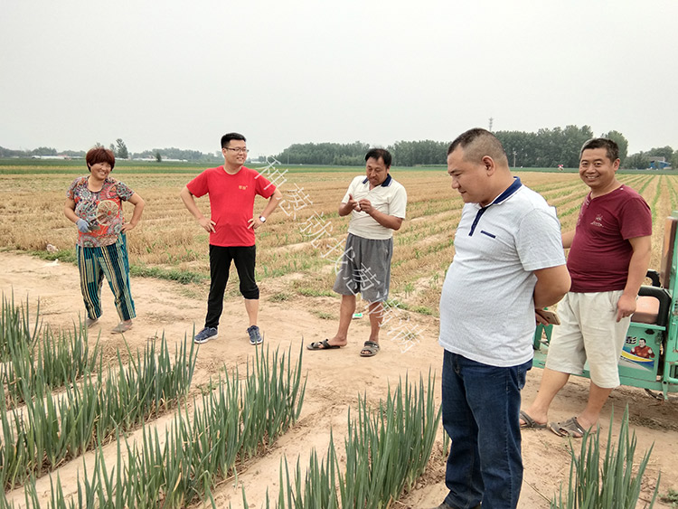 葱满满技术老师帮助大葱种植户陈老板解决大葱病害问题