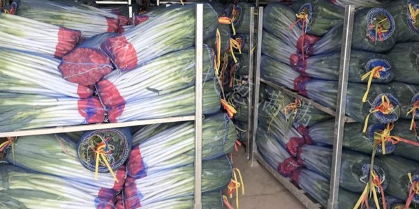 大葱品种：美白二号在新疆地区的种植表现
