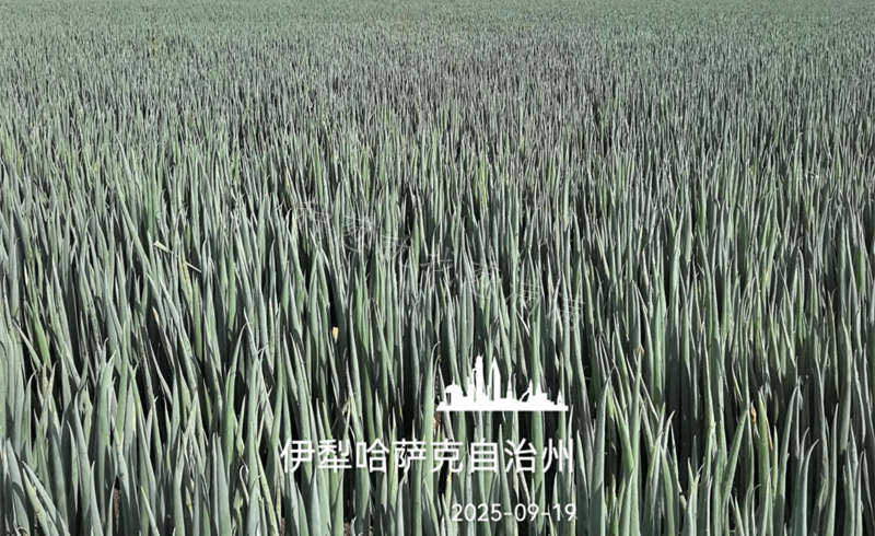 新疆伊犁美白二号实拍