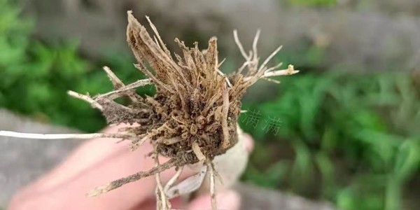 警惕雨后大葱烂根,大葱不光减产还减质