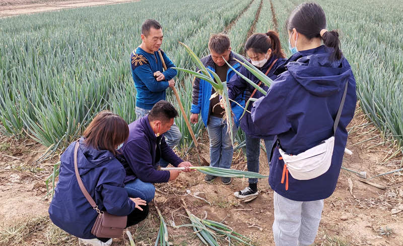 葱满满河北线下技术指导