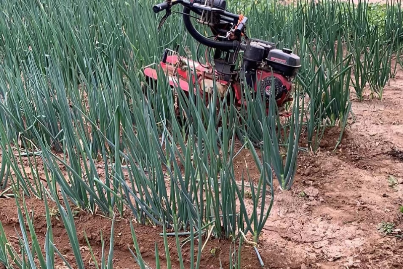 雨后培土一次的葱田