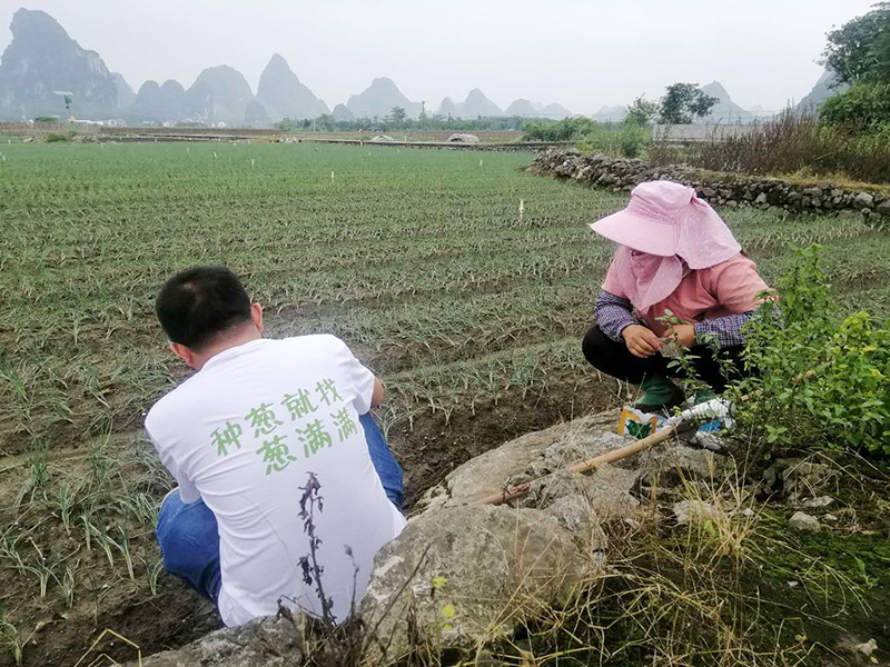 葱满满走进广西香葱基地