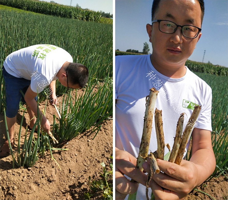 葱满满农技人员深入田间地头搞服务