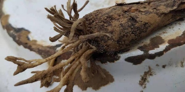 警惕大葱土传病害,提前防治损失小