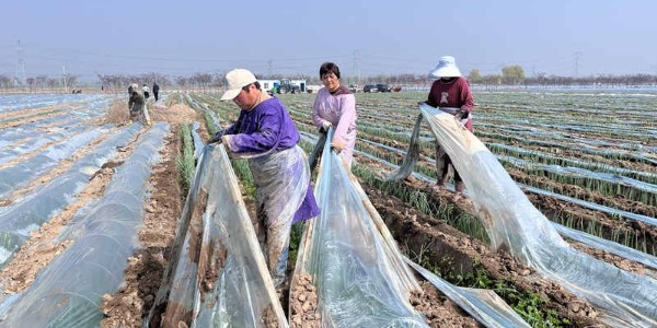 大葱育苗什么时候可以揭膜?苗床揭膜不当有哪些不良后果?