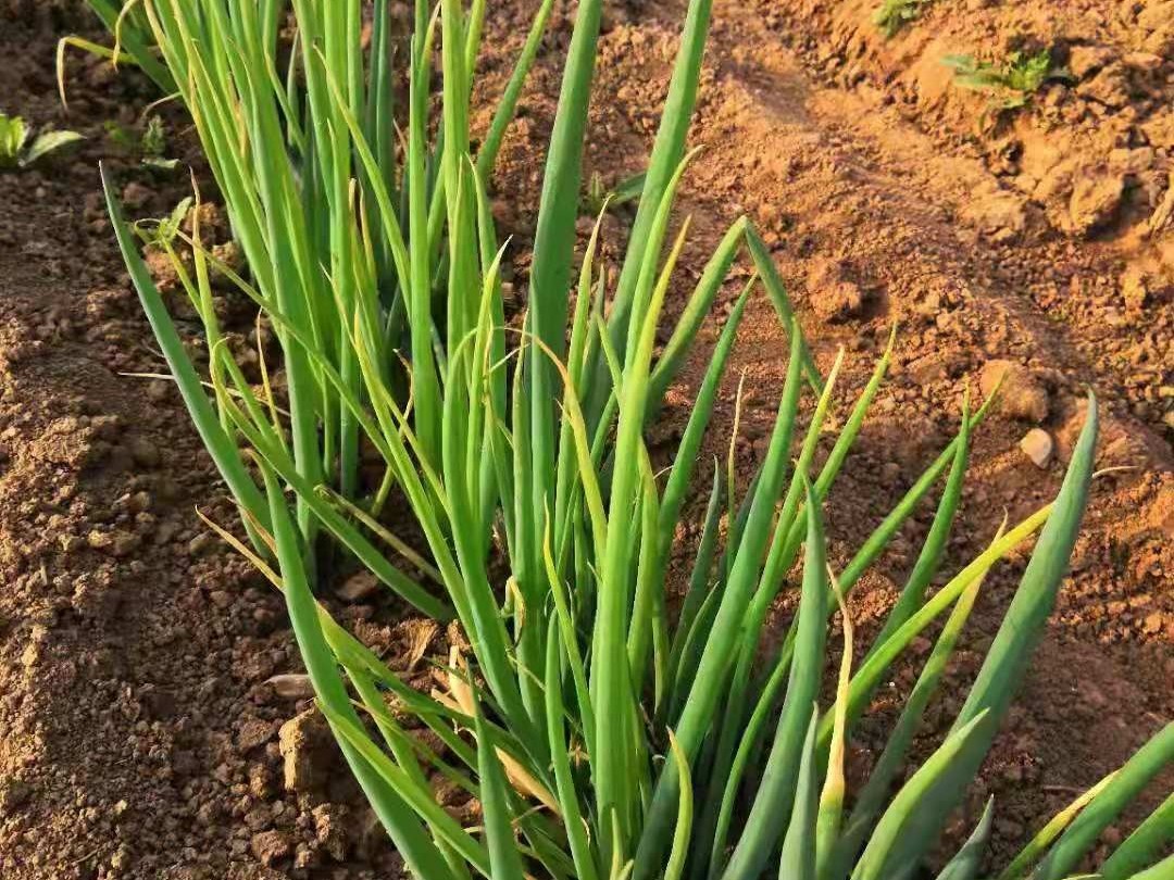 大葱种植技术