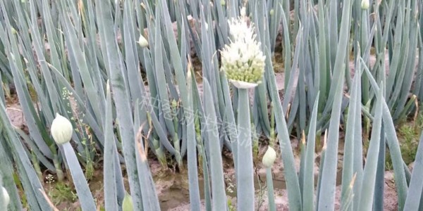 大葱起苔咋处理?大葱抽苔怎么去除?