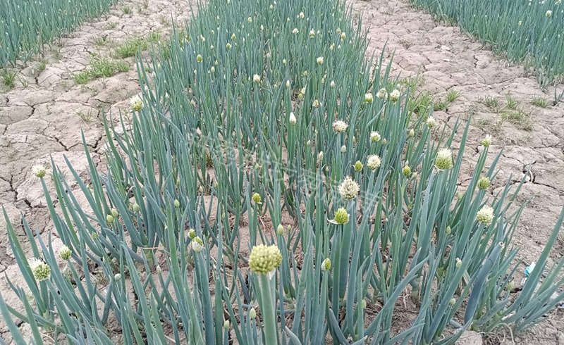 抽苔的葱株