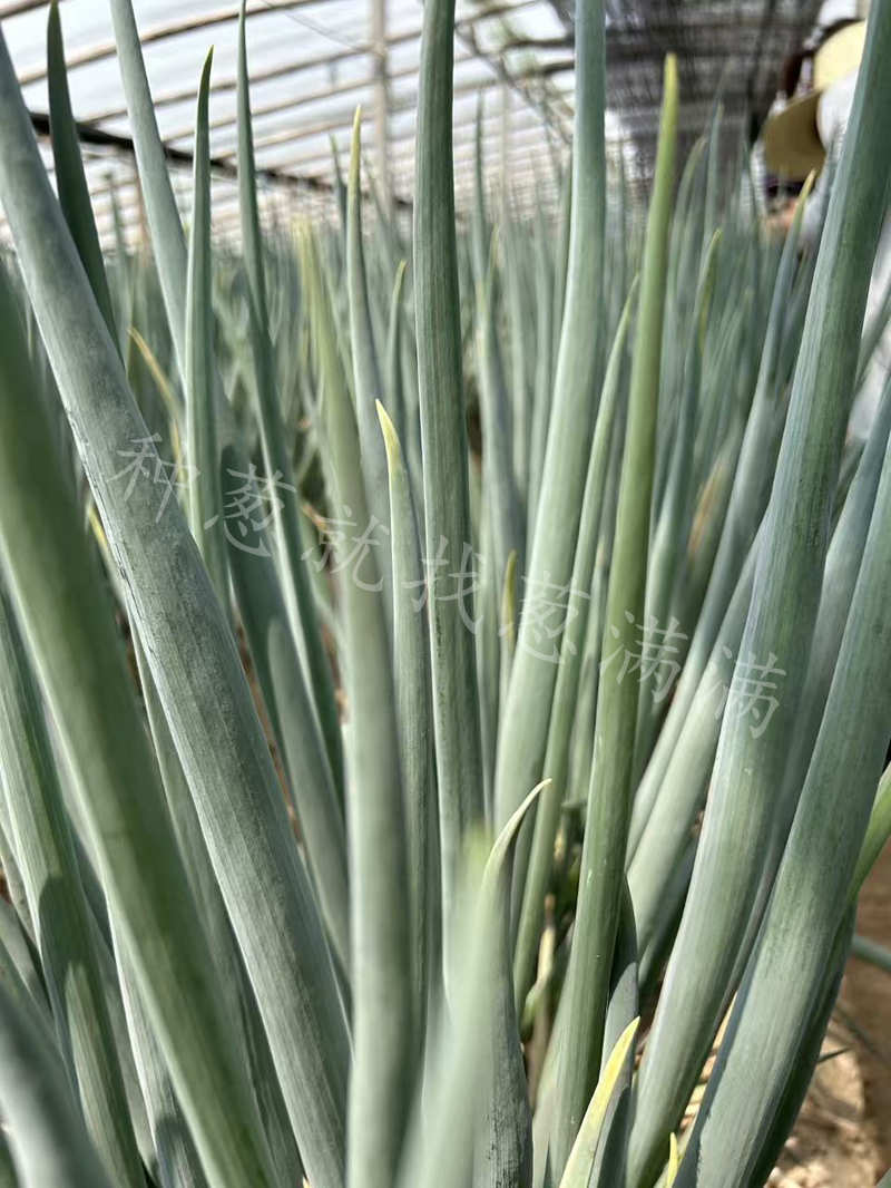 晚抽神成新乡实拍