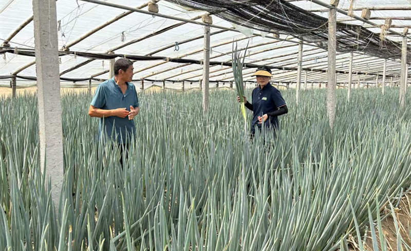 晚抽神成大棚种植