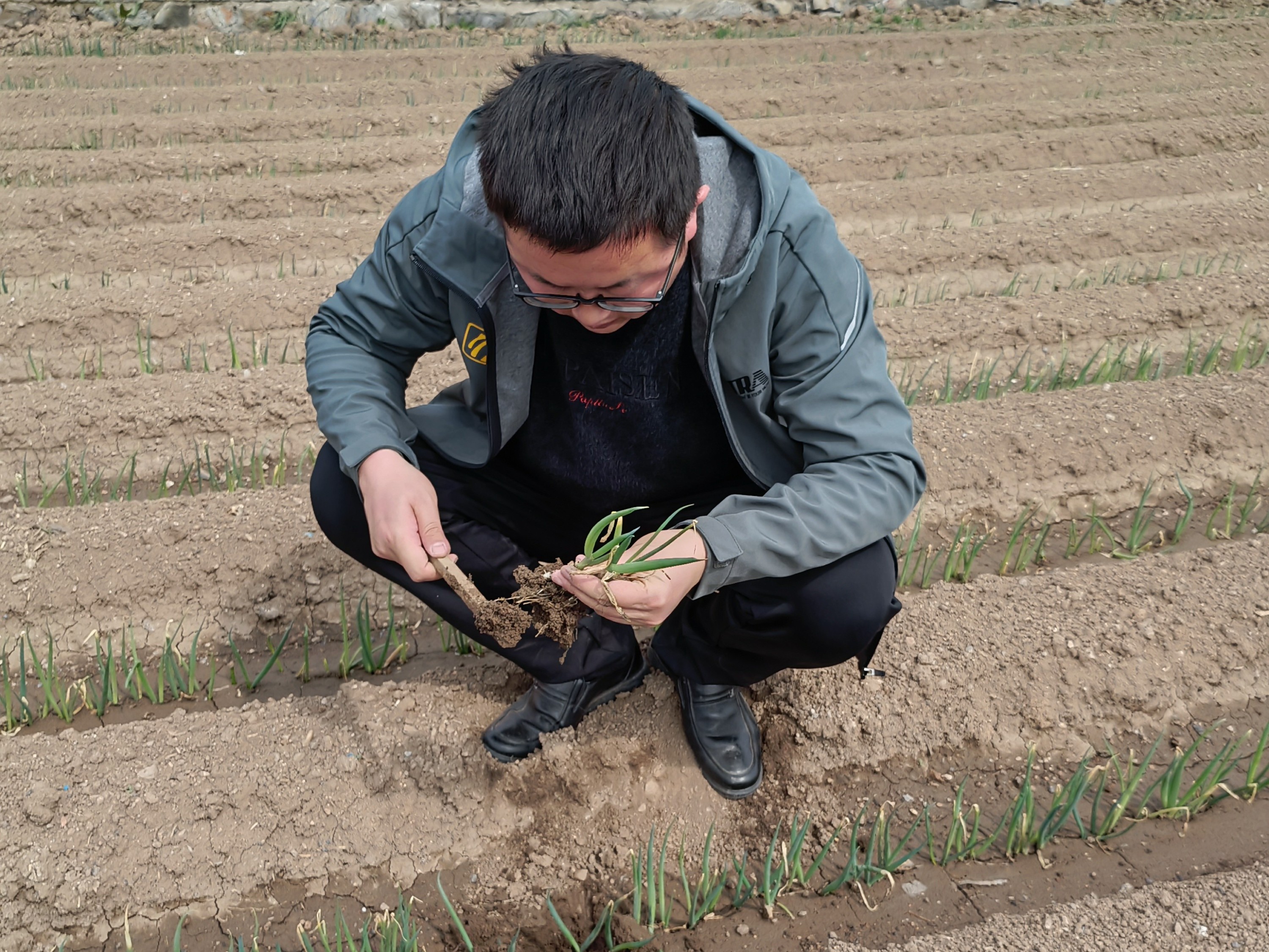 大葱种植技术：冬葱栽培定植时候应该怎么样管理？