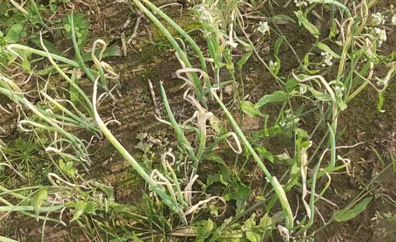 除草剂药害河南淮阳_副本