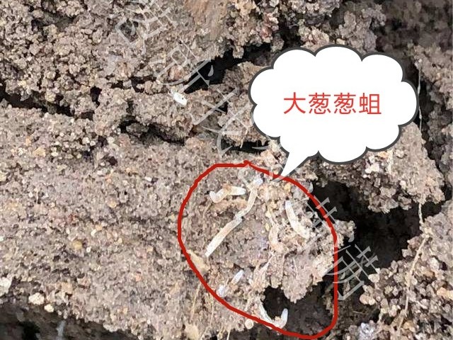 大葱病虫害：葱地蛆危害有哪些影响？葱地蛆如何防治？