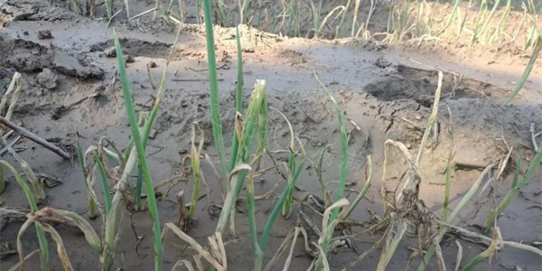 大葱雨后急救措施三部曲你知道吗