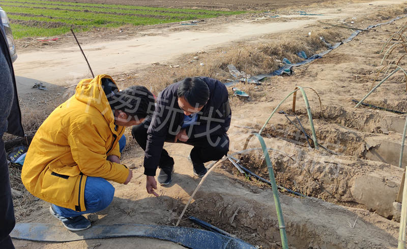 葱满满实地指导葱农