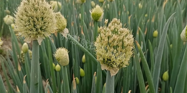 今年为什么这么多大葱抽薹?大葱抽苔怎么办?