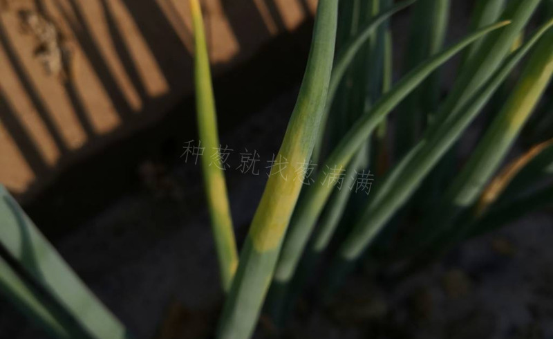 大葱霜霉病