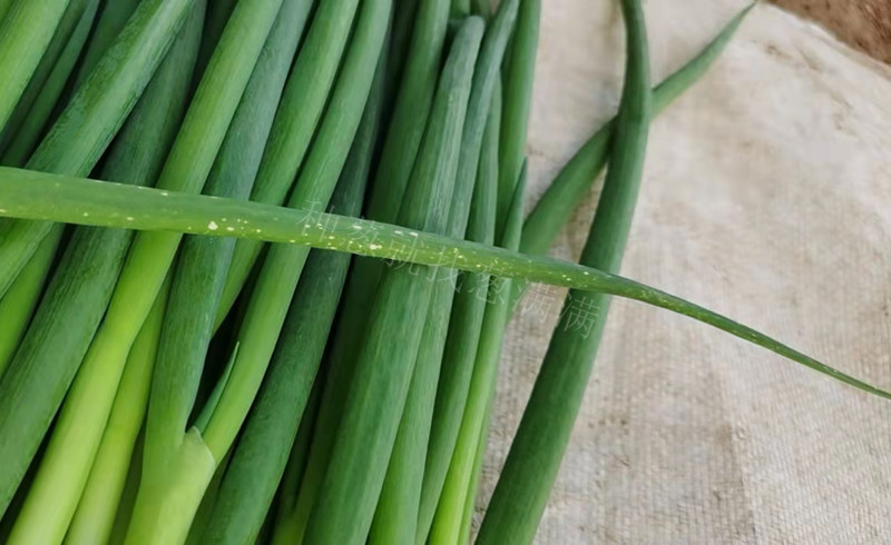 大葱灰霉病