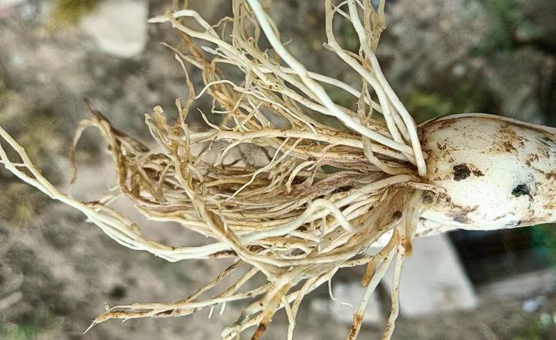 根腐移栽后连阴雨