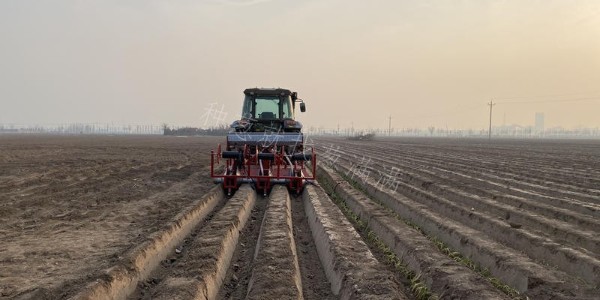 葱满满大葱双高种植教学基地移栽现场