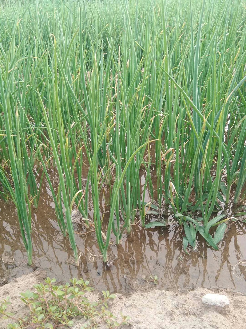 大葱种植技术