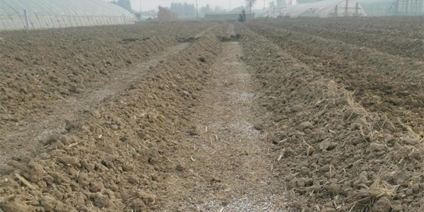 定植移栽后抓住缓苗期,合理施肥能增产