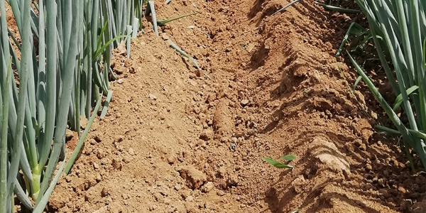 大葱种植：种大葱用什么土?大葱种植土壤要求?