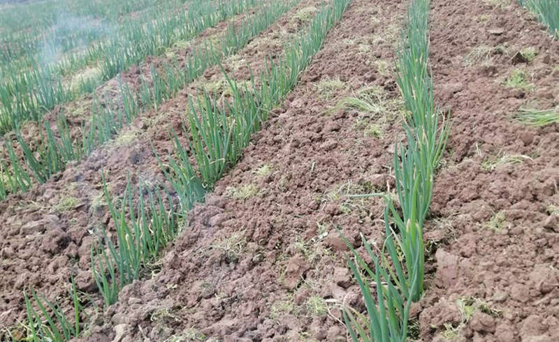 大葱葱田除草