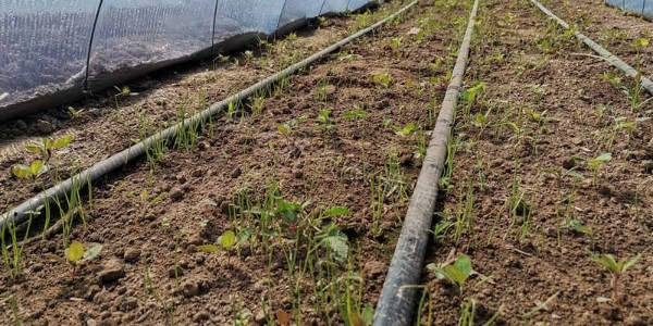 大葱育苗苗床如何使用除草剂