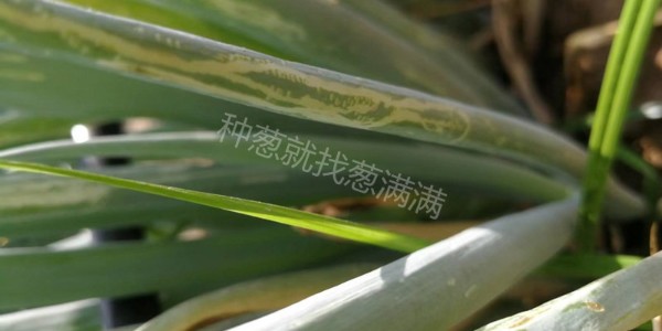 大葱斑潜蝇用什么药防治比较好?