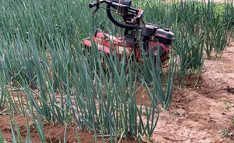 下雨后不长才大培土一次