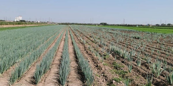 大葱种植路上有葱满满技术团队守护,让您更安心