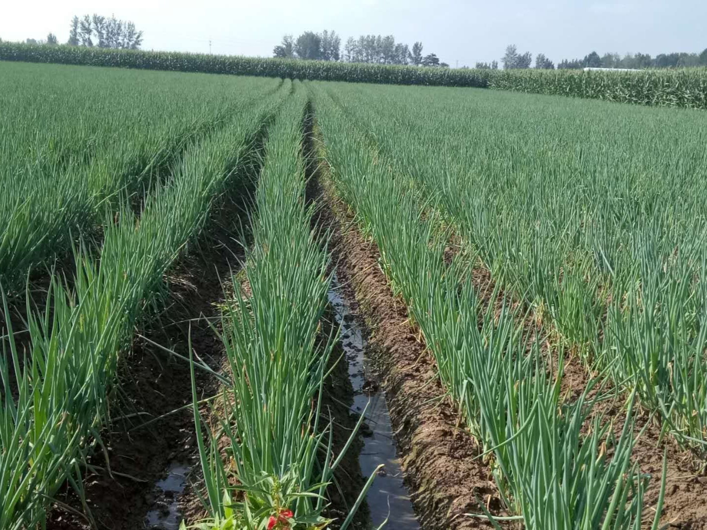 大葱的生长生长发育对土壤营养成分有哪些要求？种大葱用什么肥料好？