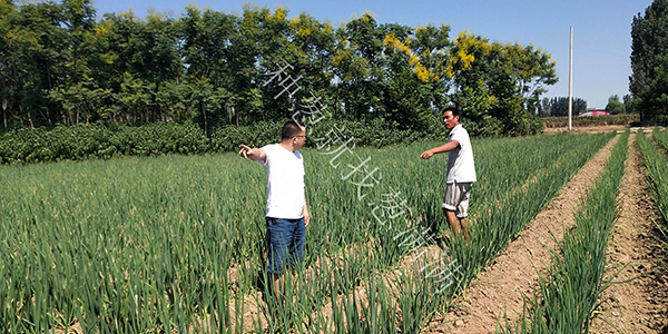 葱满满浅析大葱种植如何收获大葱，有哪些注意事项