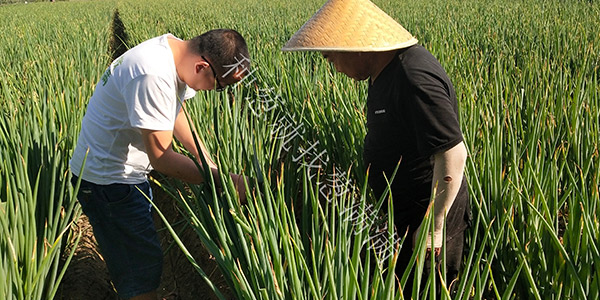 葱满满为您解析这些种植大葱的实用技术