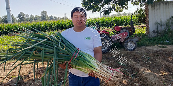 葱满满教您大葱种植过程中如何提高葱白长度