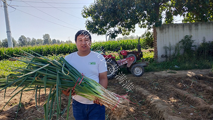 葱满满教您大葱种植过程中如何提高葱白长度