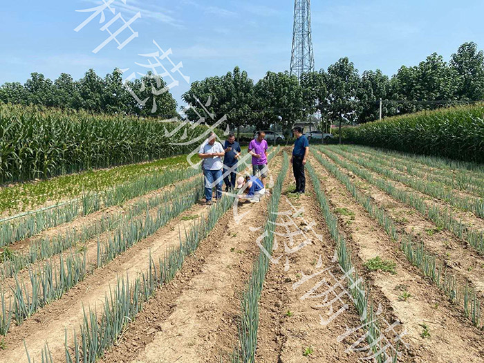 葱满满技术指导：大葱种植技术