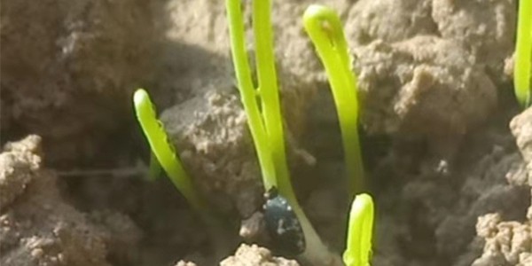 大葱秋季育苗注意事项