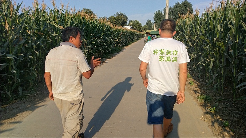 大葱种植技术