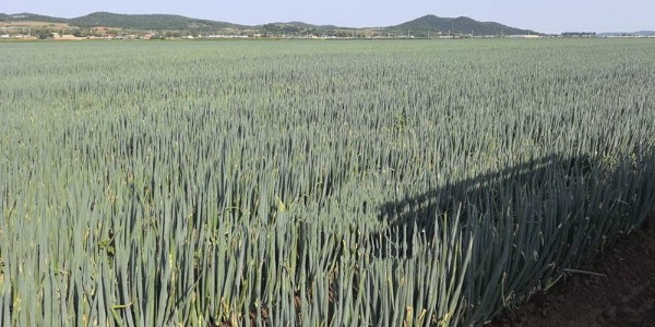 大葱品种：美白一号在内蒙古通辽地区种植表现