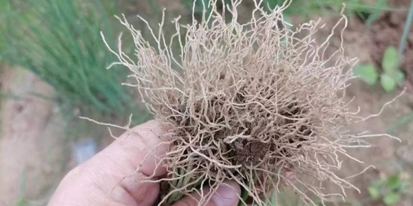 毛细根对种植大葱有多重要?产量全靠它