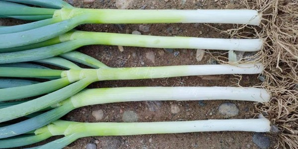大葱品种：美白二号在河北地区的种植表现