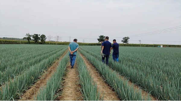 河南漯河10亩钢葱葱苗种植案例