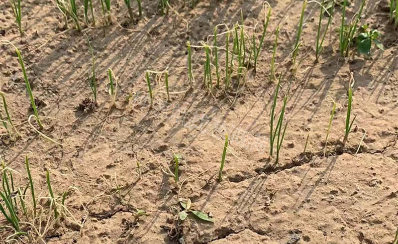 除草剂药害