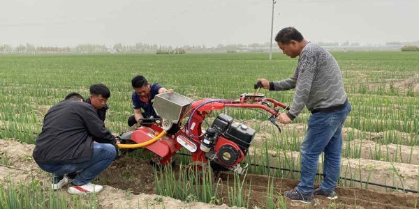 大葱培土肥水管理跟不上,产量惨惨惨