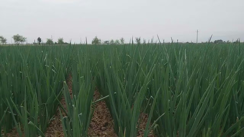 大葱种植技术