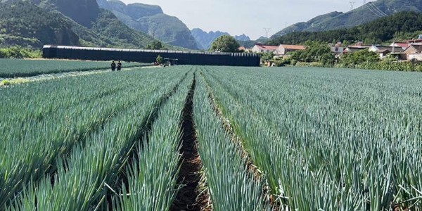 大葱种植还能不能行?不可盲目跟风